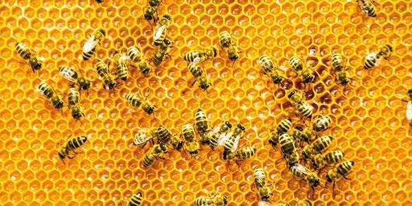 /COO/media/Media/Acuity/Summer 2020/p45Bees-on-hive-Getty-646255371_1.jpg